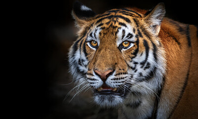 Fototapeta premium Close-up on jungle big tiger wild angry eyes portrait 