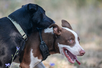 Two dogs playing together