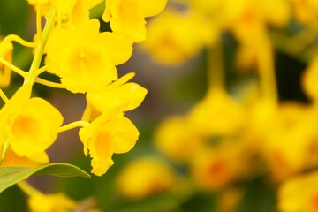 A close up of yellow flowers with a blurry background. The flowers are in full bloom and the yellow color is vibrant and bright. Scene is cheerful and uplifting