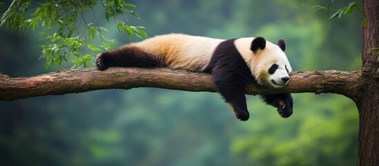 Obraz premium Relaxed Panda in a Lush Forest