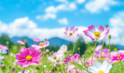 Obraz premium Close-up of vibrant pink and white flowers in a lush meadow with a bright blue sky and fluffy clouds in the background