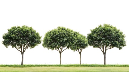 Fototapeta premium Five Perspective Trees with Intricate Branches on White Background, Sticker Design