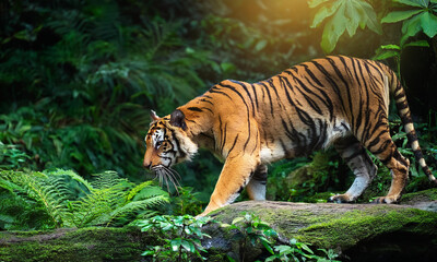 Jungle big tiger wild hunting in the green forest background 