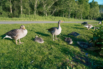 A family of geese relaxing by the lake shore, enjoying the calm waters and peaceful surroundings