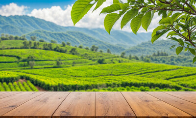 Empty wooden table or wooden desk with tea plantation nature background with green leaves as frame...