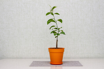 Domestic citrus plant with delicate white flowers in an orange pot. Satsuma Hashimoto, Citrus unshiu. Indoor citrus tree growing