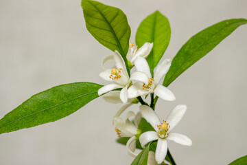 Blooming of a domestic citrus plant, close-up. Clusters of delicate white flowers on a twig with lettuce leaves. Satsuma Hashimoto, Citrus unshiu. Indoor citrus tree growing