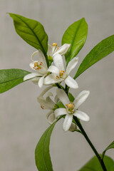 Blooming of a domestic citrus plant, close-up. Clusters of delicate white flowers on a twig with lettuce leaves. Satsuma Hashimoto, Citrus unshiu. Indoor citrus tree growing