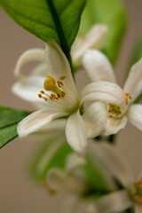 Macro image of white flowers of domestic citrus plant. Close-up with varios focus. Satsuma Hashimoto, Citrus unshiu. Indoor citrus tree growing