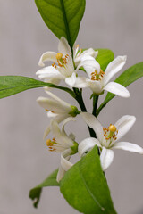 The first white flowers of a domestic citrus plant. Tangerine branch with inflorescences, Close-up. Satsuma Hashimoto, Citrus unshiu. Indoor citrus tree growing