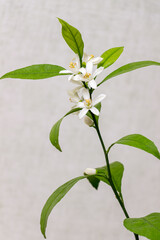 The first white flowers of a domestic citrus plant. Tangerine branch with inflorescences, Close-up. Satsuma Hashimoto, Citrus unshiu. Indoor citrus tree growing