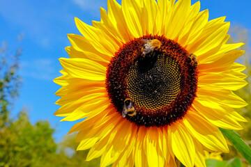 Fototapete bei efototapeten.de bestellen   