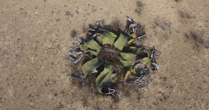 Welwitschia mirabilis in the Namibe desert Africa