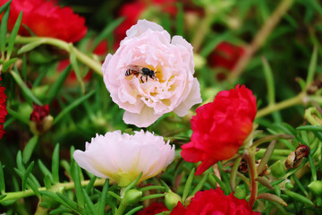 Portulaca grandiflora, light pink with a bee sitting in the middle of the flower. In the garden that blooms in the sunlight

