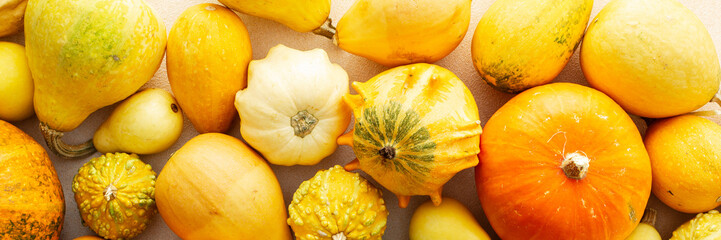 Fall season, background of different pumpkins, fall harvest, banner