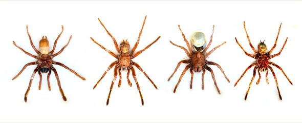 Fulgora laternaria spread is common in Central and South America, Mexico.