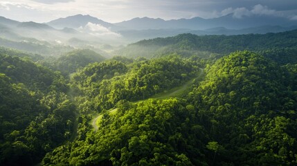 Fototapeta premium Aerial landscape of a verdant forest with a winding path through the mountains, conceptualizing a sustainability roadmap