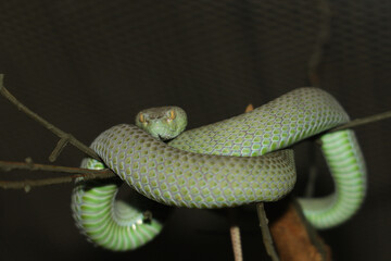 The snake (green pit viper) is rest on the stick tree