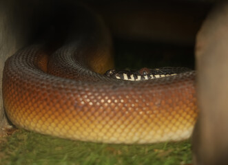 white lipped python snake in garden