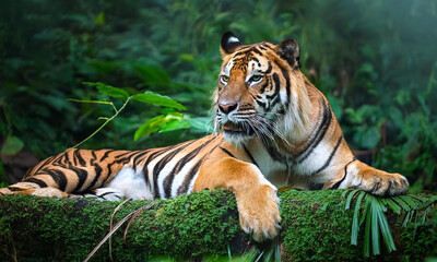 Obraz premium Jungle big tiger wild hunting in the green forest background 