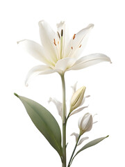 white lily isolated on a transparent background, PNG flower.