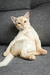 Burmese red kitten resting on the sofa.