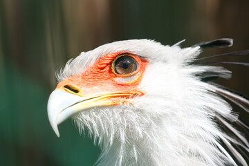 Photo animal, oiseau Secrétaire