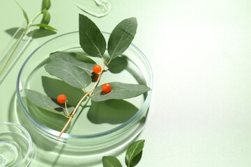 Petri dishes with leaves, gel and berries on green background, space for text