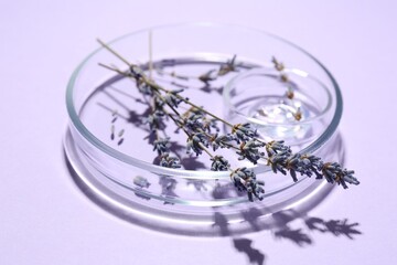 Petri dishes with lavender flowers on violet background, closeup
