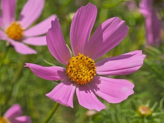 Fototapeta premium pink cosmos flower