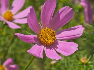 Obraz premium pink cosmos flower
