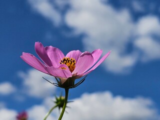 flowers, flowers in the sky