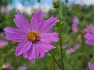 flower in the garden