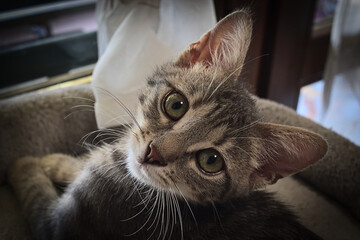 this is my CAT.  The name is UBUNTA