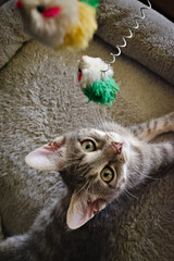 this is my CAT.  The name is UBUNTA