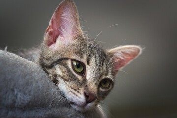 this is my CAT.  The name is UBUNTA