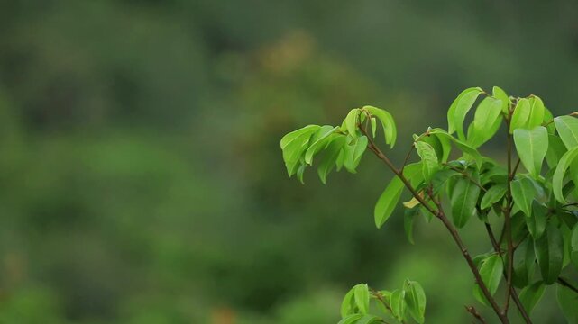 Tropical forest in the jungle