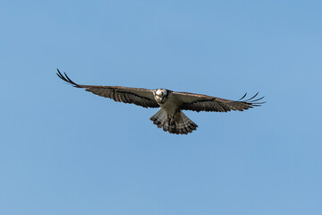 Balbuzard pêcheur, Pandion haliaetus, Western Osprey
