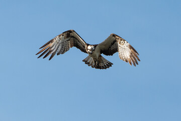 Balbuzard pêcheur, Pandion haliaetus, Western Osprey