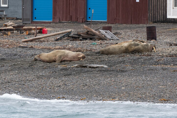 Port, Longyearbyen, Morse, Odobenus rosmarus, Spitzberg, Svalbard, Norvège