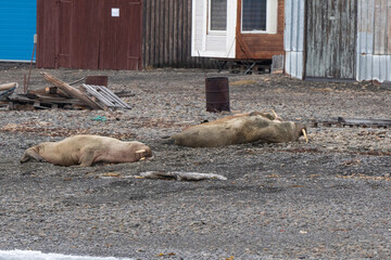 Port, Longyearbyen, Morse, Odobenus rosmarus, Spitzberg, Svalbard, Norvège