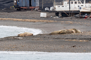 Port, Longyearbyen, Morse, Odobenus rosmarus, Spitzberg, Svalbard, Norvège