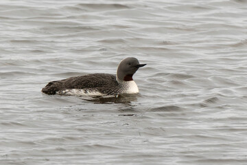 Plongeon catmarin,.Gavia stellata, Red throated Loon, Spitzberg, Svalbard, Norvège