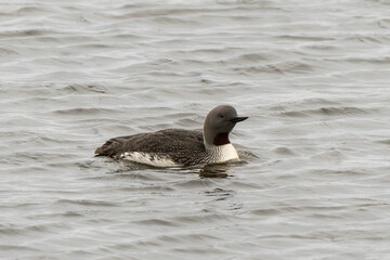 Plongeon catmarin,.Gavia stellata, Red throated Loon, Spitzberg, Svalbard, Norvège