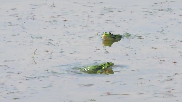 Common frogs Rana temporaria love breeding on lake slow motion