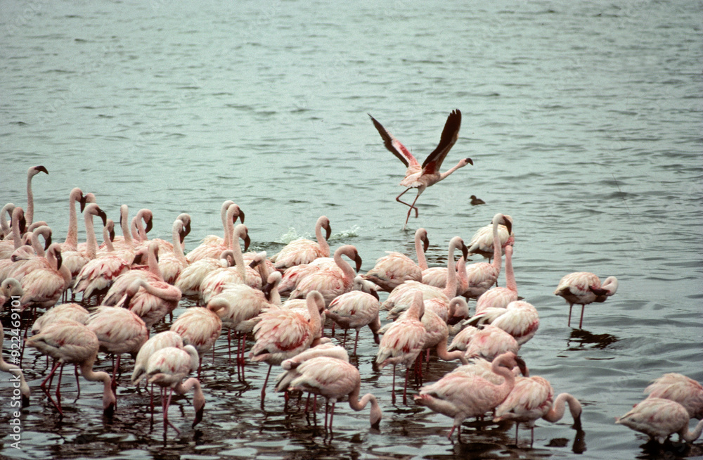 Wall mural Flamant nain, phoenicopterus minor, Lesser Flamingo, colonie, nids,  parc national du lac Bogoria, Kenya