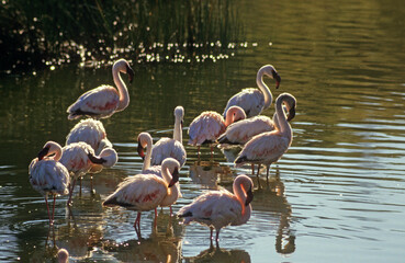 Flamant nain, phoenicopterus minor, Lesser Flamingo, colonie, nids,  parc national du lac Bogoria, Kenya