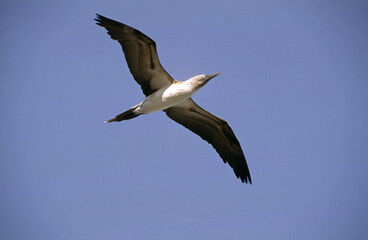 Fou à pieds bleus,.Sula nebouxii, Blue footed Booby, Archipel des Galapagos