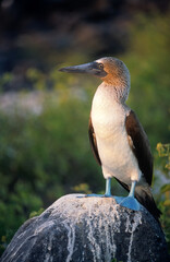 Fou à pieds bleus,.Sula nebouxii, Blue footed Booby, Archipel des Galapagos