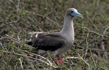 Fou à pieds rouges, nid,.Sula sula , Red footed Booby, Archipel des Galapagos, Equateur